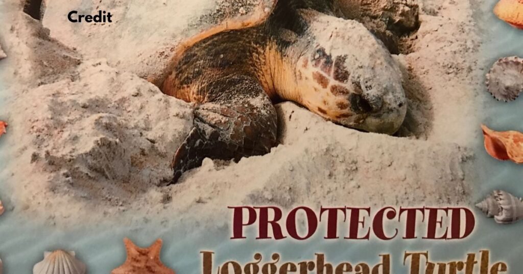 Loggerhead Insurance