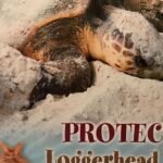 Loggerhead Insurance