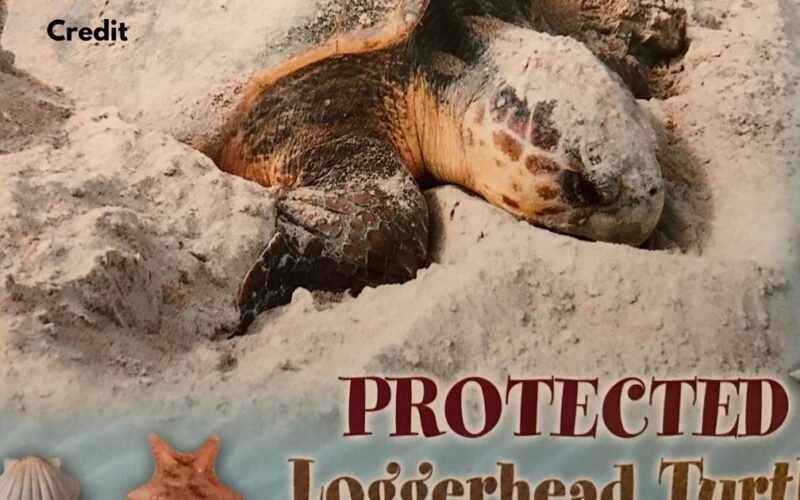Is Loggerhead Insurance the Right Choice for You? 5 Surprising Reasons to Choose It!